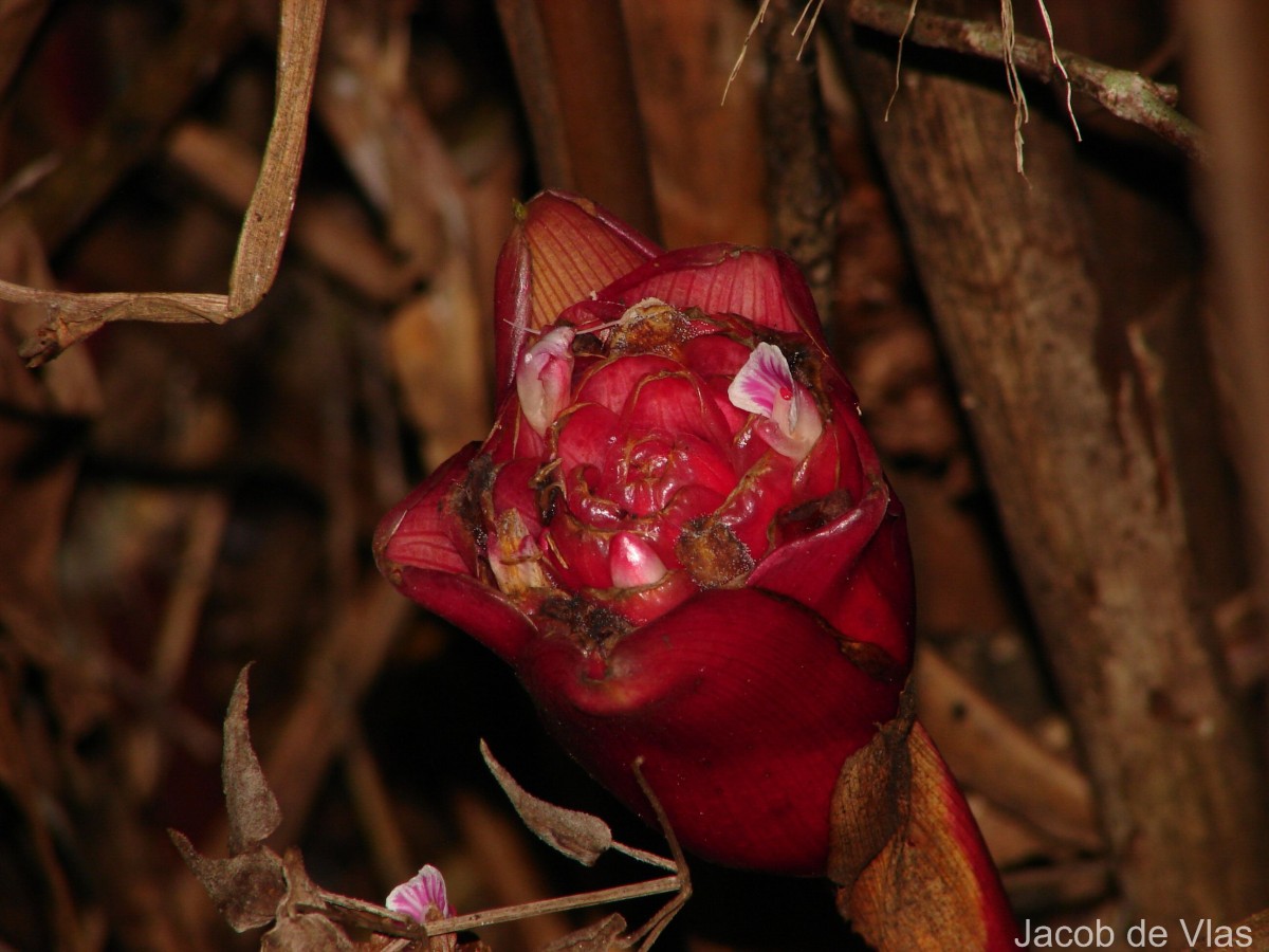 Elettaria floribunda Thwaites